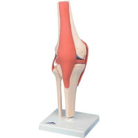 FABRICATION ENTERPRISES 3B® Anatomical Model - Functional Knee Joint, Deluxe 955445